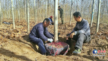東營區史口鎮潤泰農民種植專業合作社 '扶貧樹'變身'搖錢樹'的致富之路