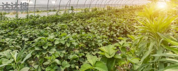 農業(yè)發(fā)展經營范圍及樹木種植注冊指南