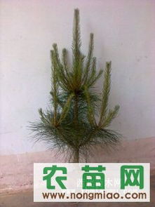 供應(yīng)各種規(guī)格營養(yǎng)缽油松（30-120cm）——西裕村苗木基地，農(nóng)苗網(wǎng)專業(yè)推薦
