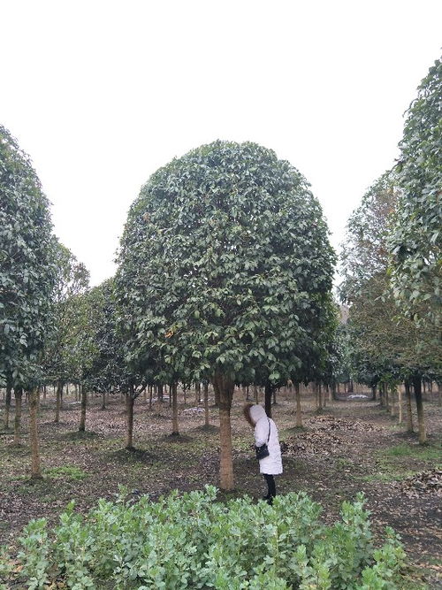 貴州八月桂苗木種植基地 批發價直銷，打造芬芳園林