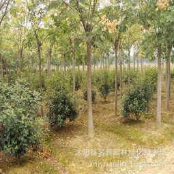 守護(hù)城市綠蔭 名界園林黃山欒樹的四季美學(xué)與經(jīng)濟(jì)價(jià)值